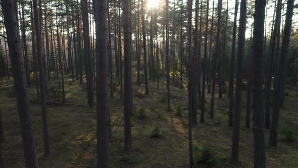 AERIAL: Pedestal Shot of Pines Covered in Golden Evening Light
