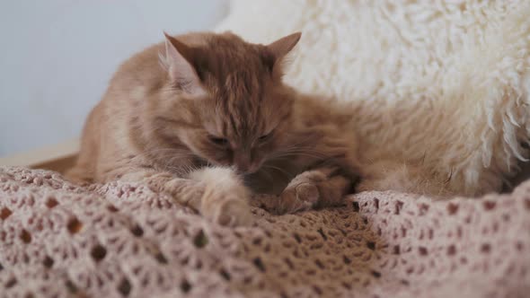 Cute Ginger Cat Licking on Beige Knitted Fabric. Fluffy Pet in Cozy Home. alt