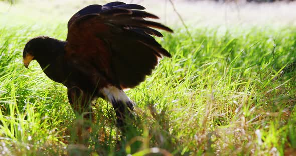 Falcon eagle perching on a green grass alt