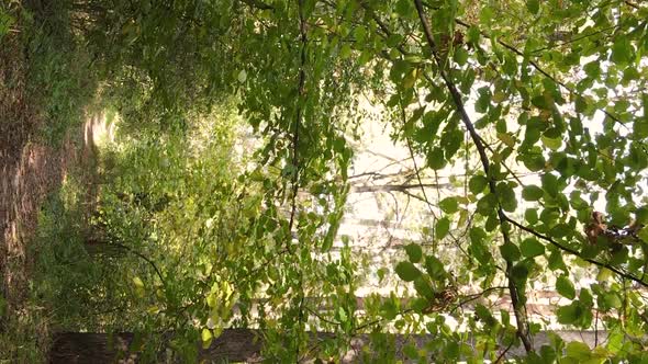 Vertical Video of the Forest on an Autumn Day Slow Motion alt