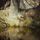 A Sparrow On A Tree And River - VideoHive Item for Sale