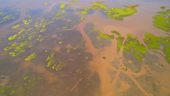 Aerial view from a drone over green and yellow plants in a large wetland alt