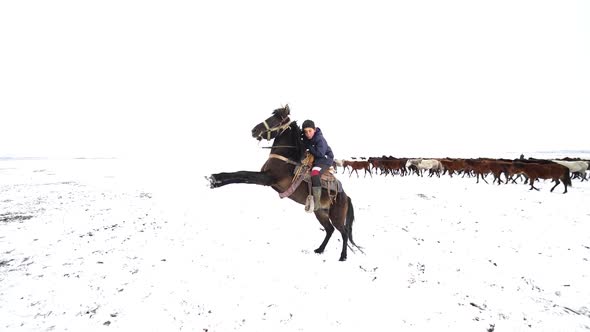 Boy rearing the horse, Yilki horses alt