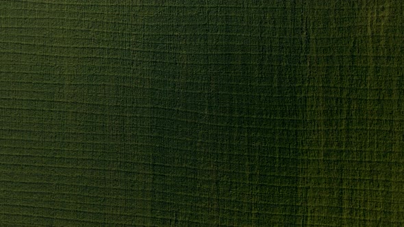 Bird View of Green Wheat Fields at Sunny Morning alt