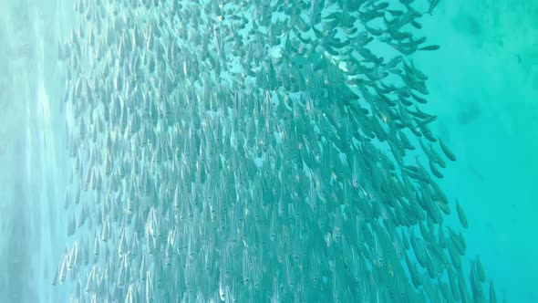 Underwater Footage of Incredibly Beautiful Azure Water and Many Small Fish Girl Freediver with Fins alt