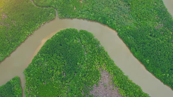 Aerial view green mangrove forest nature tropical rainforest alt