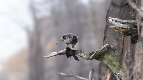 Peregrine Falcon Eating a Bird 