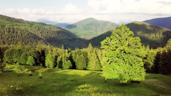 Wideangle Panoramic Shot of Beautiful Meadows Hills and Trees in Synevyrska Glade Next to Synevyr
