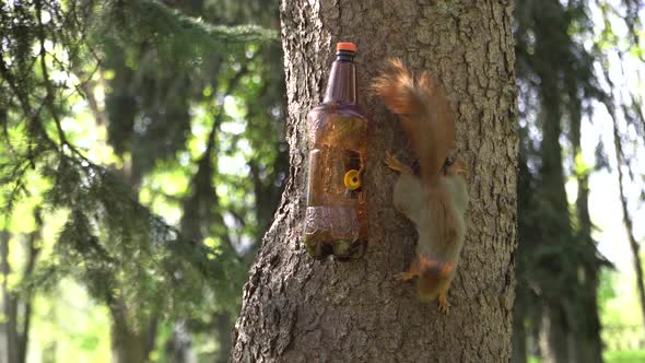 A fluffy red squirrel eats food from a feeder in a city Park.