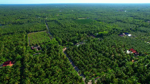 4K Aerial Wide view of Beautiful green coconut tree fields alt