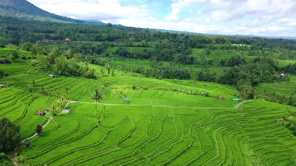 Aerial View of Rice Terraces. Landscape with Drone. Agricultural Landscape from The Air.  alt
