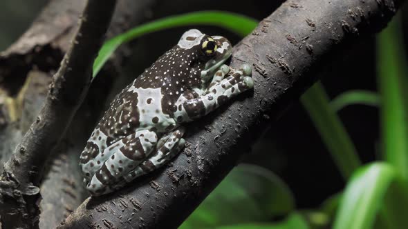 Amazon milk frog - Trachycephalus resinifictrix