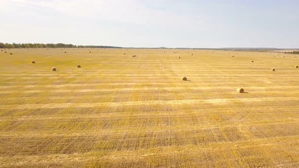 Farm Rye Wheat Filed Nature