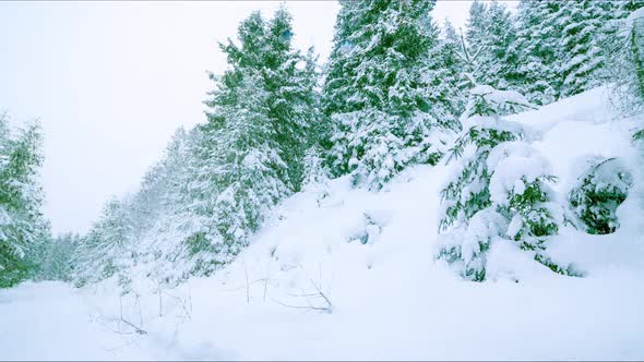 Snow Falling Down on Forest Trees in Mountains