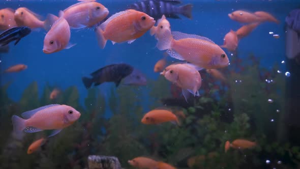 Fish in a home aquarium. alt