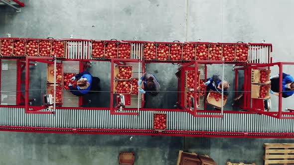 Packaging Process at a Industrial Factory. Tomatoes Are Getting ...