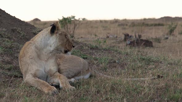 Lioness resting in the shade on the savanna alt
