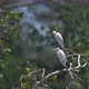 Cattle Egrets - VideoHive Item for Sale