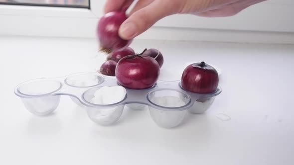A Woman's Hand Puts the Onion in the Onion Sprouting Trays at Home on the Window alt
