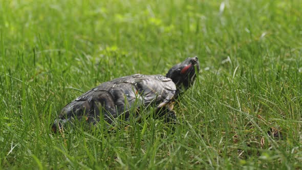 Turtle Crawling on the Grass
