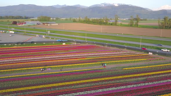 Aerial drone view of tulip flowers fields growing in rows of crops. alt