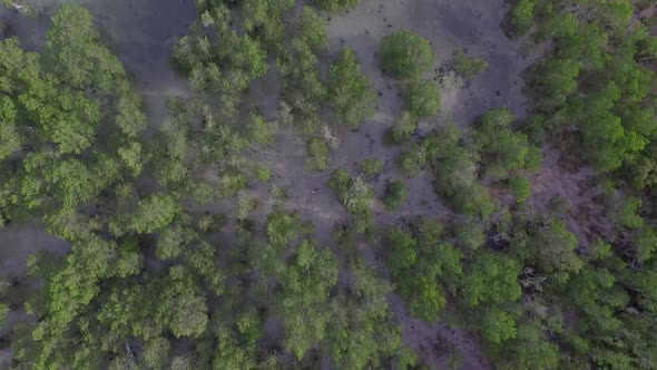 Aerial view of a Couple in the Forest in the Philippines