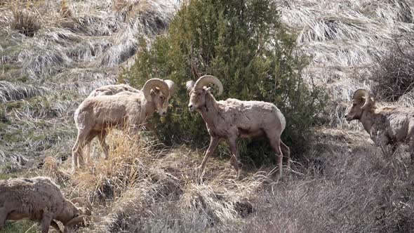 Bighorn Sheep rams butting heads in slow motion alt