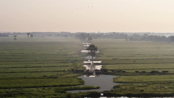 Drone shot pulls away from a herd of cattle crossing a bridge in a lush, wet farmland of Krimpenerwa alt