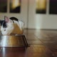 A Homemade Cat Eats Food From Its Bowl in the Hallway - VideoHive Item for Sale
