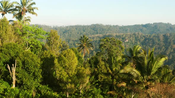 Panning across palm trees in the rainforest