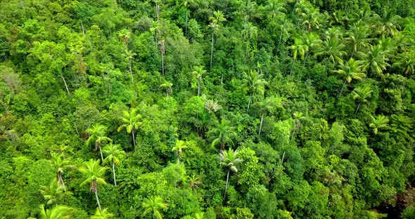 Aerial Shot of Palm Trees Field in the Jungle Koh Phangan Thailand