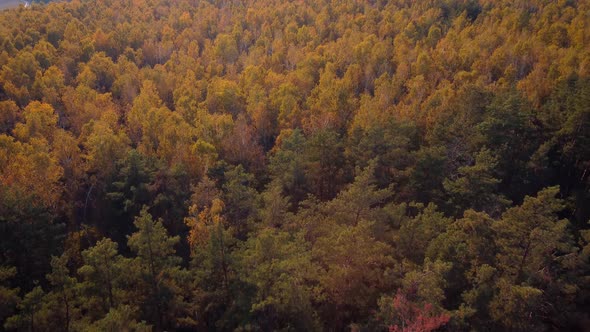 Drone footage of pine and birch forest in Autumn