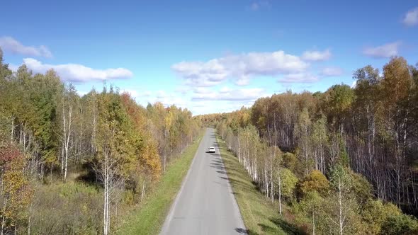 Aerial Car Drives on Road in Birch Forest Disappearing Away alt