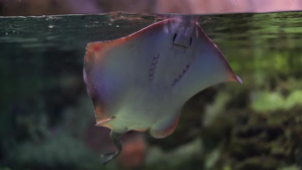 Small Stingray Swimming in an Aquarium alt