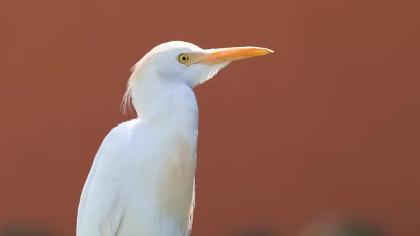 White Cattle Egret Wild Bird Also Known As Bubulcus Ibis Walking on Green Lawn in Summer alt