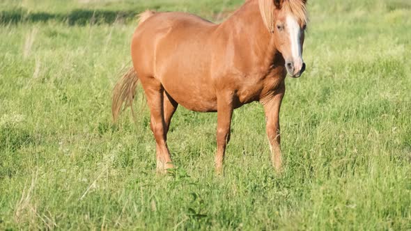 A Strong Red Thoroughbred Horse Stands on a Sunny Day on a Green Lawn alt