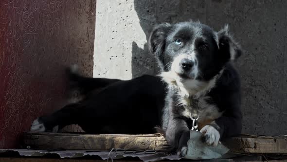 Black and White Dog with Different Eyes on a Chain Near the Booth is Resting alt