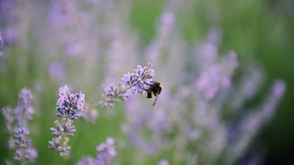 Close Up of Honeybee Working on Growing Lavender Flowers Field