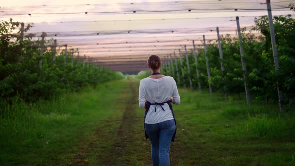 Woman Farmer Walking Checking Organic Crop in Sunset Greenhouse Plantation alt