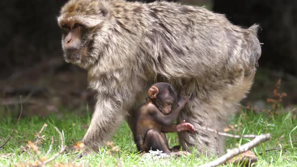 Barbary ape with his young at Cèdre Gouraud Forest alt