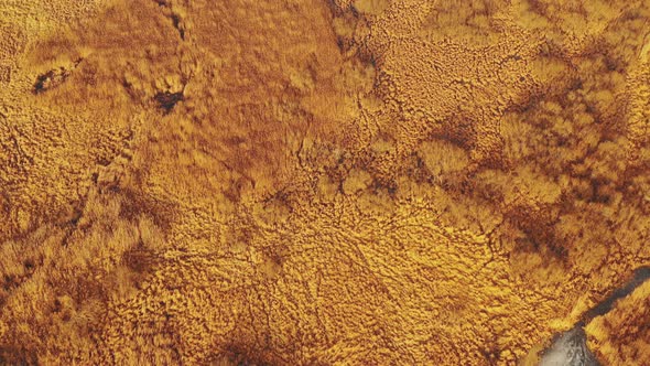 Aerial View Of Marsh Bog Swamp Landscape alt