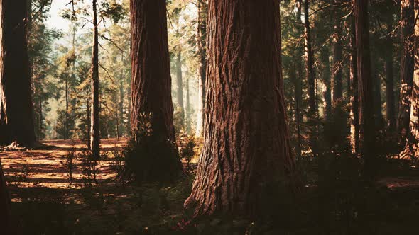 Giant Sequoias in the Giant Forest Grove in the Sequoia National Park alt