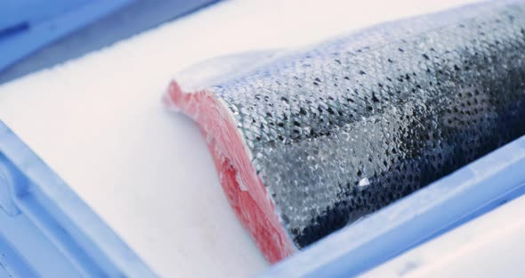 Fresh Cut Of Salmon On Display Inside The Blue Crate At The Market. close up alt