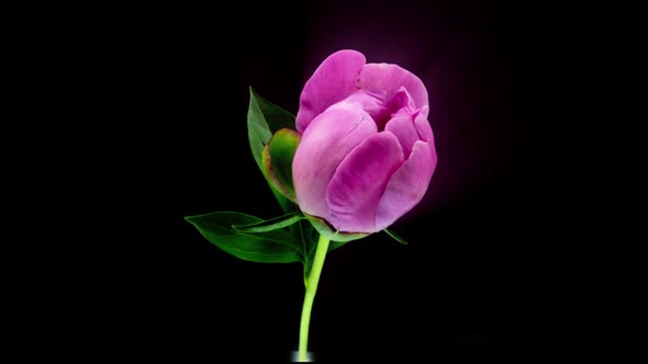 Timelapse of Spectacular Beautiful Pink Peony Flower Blooming on Black Background alt