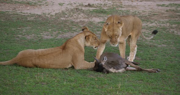African Lion, panthera leo, Females with a Kill, a Wildebest, Masai Mara Park in Kenya, Real Time 4K alt