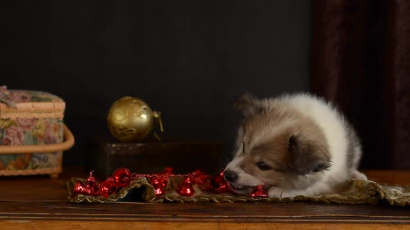 Little Puppy Plays with Christmas Decorations Lying on an Antique Dresser