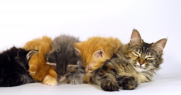 Brown Tortie Blotched Tabby blue Blotched Tabby Cream Blotched tabby Brown Blotched Tabby Maine Coon alt