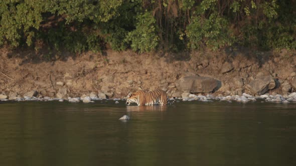 Tiger Drinking Water in River