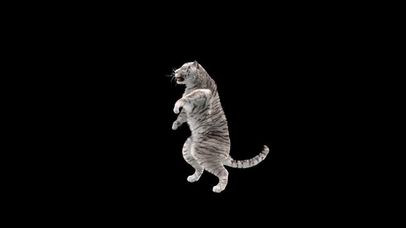 White Tiger Dancing HD alt