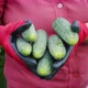 Woman in Gloves Holds in Hands Several Cucumbers - VideoHive Item for Sale